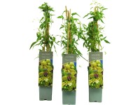 Plamienok tangutský (Clematis tangutica) 