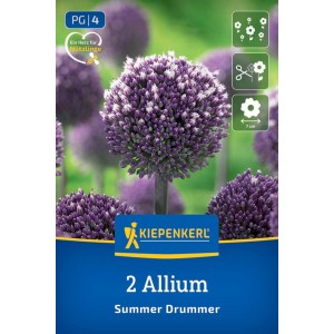 Balenie cibuliek Allium 'Summer Drummer' Kiepenkerl s veľkým fialovým guľovitým kvetom.