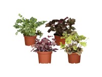 Dlžicha (Heuchera), rôzne farby, pr. kv. 15 cm Dlžicha (Heuchera), rôzne farby, pr. kv. 15 cm