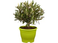 Olivovník európsky (Olea europaea) ker, 35-40 cm, pr. kv. cca 15 cm