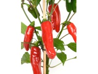 OBI Mini paprika Pick & Joy pr. kvetináča 14 cm, výška 40-50 cm