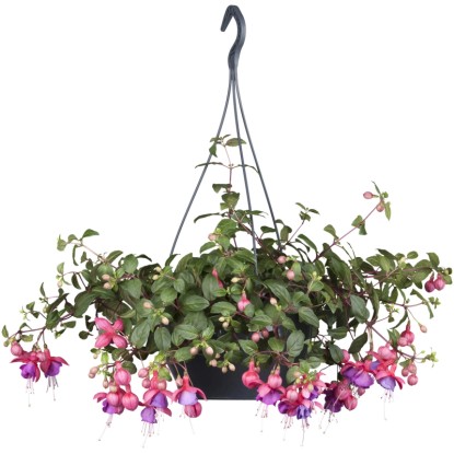 Fuchsia (Fuchsia Hybride) v závesnom kvetináči, pr. 27 cm