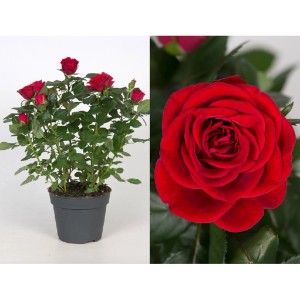 GROW by OBI ruža, červený kvet v kvetináči, priemer cca 13 cm.