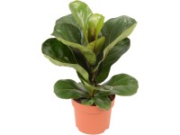 GROW by OBI Filodendron (Philodendron scandens), pr. kvetina cca 12 cm