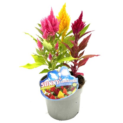 Q-Flower Nevadlec hrebenitý (Celosia plumosa) "Trio" pr. cca 13 cm