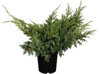 OBI borievka šupinatá 