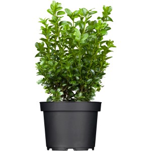 Zimostráz v kvetináči, výška cca 20-30 cm, ideálny pre živé ploty a tvarovanie.