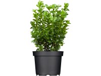 Krušpán vždyzelený Buxus sempervirens s výškou 20 - 25 cm v kvetináči cca 1 l