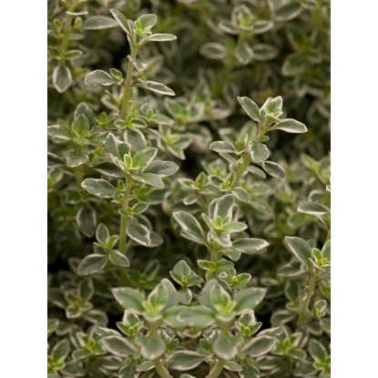 Tymian Mystic Lemon, pr. kvetináča cca 12 cm