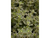 Tymian Mystic Lemon, pr. kvetináča cca 12 cm