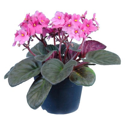 Fialka africká ružová priemer kvetináča cca 12 cm