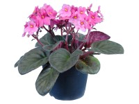 Fialka africká ružová priemer kvetináča cca 12 cm