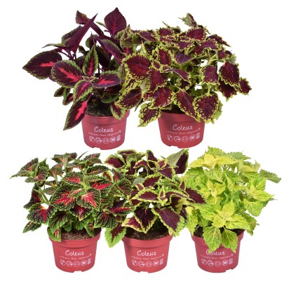 GROW by OBI Africká žihľava (Plectranthus scutellarioides), 25 cm, pr. kv. 13 cm