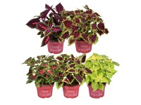 GROW by OBI Africká žihľava (Plectranthus scutellarioides), 25 cm, pr. kv. 13 cm