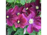 Plamienok (Clematis Hybride) 