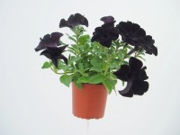 Petunia Prémium
