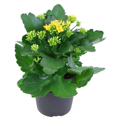 Kalanchoe Blossfeldova priemer kvetináča cca 10,5 cm žltá