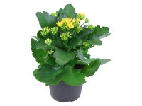 Kalanchoe Blossfeldova priemer kvetináča cca 10,5 cm žltá