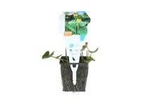 GROW by OBI Stulík žltý (Nuphar lutea), pr. 11 cm