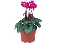 Cyklámen Fantasia fialový pr. kvetináča cca 10,5 cm