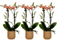 Orchidea motýľokvetá 