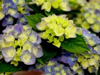 Hortenzia kalinolistá 