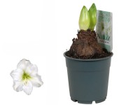 Hviezdnik (Hippeastrum hybride), biela, pr. 12 cm