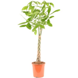 Pachira aquatica (Strom peňazí) s pleteným kmeňom v kvetináči, výška cca 120-130 cm.