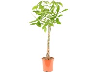 Royal Lemkes Pachira vodná (Pachira aquatica), výška cca 120 cm, pr. kv. 24 cm