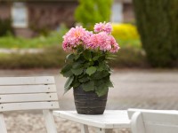 Grow by OBI Georgíny (Dahlia Hybriden), viacfarebné, pr. cca 13 cm