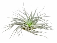 Tilandsia strieborná výška cca 5 - 10 cm Tillandsia