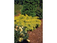 OBI Borievka pfitzerova 