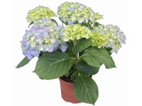 GROW by OBI Izbová hortenzia kalinolistá priemer kvetináča cca 14 cm modrá