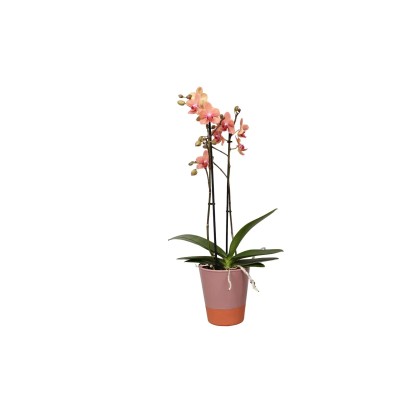 Orchidea motýľokvetá "Jena" v kvetináči 40-45 cm, pr. kvetináča 12 cm