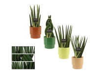 Svokrin jazyk (Sansevieria Cylindrica) v keram. kv., rôzne druhy, pr. kv. 12 cm
