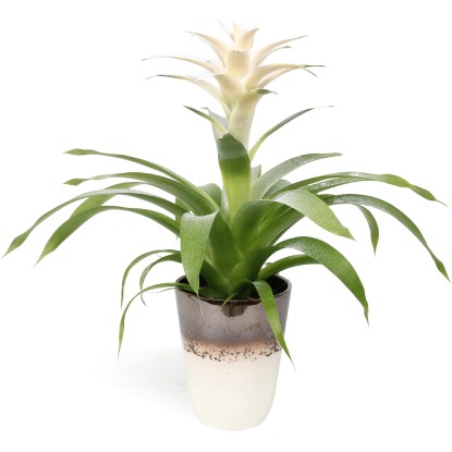 Aranžmán s guzmániou v bielo-hnedej keramickej nádobe priemer kvetináča cca 13 c