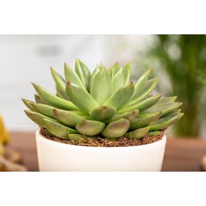 Agáve Echeveria v kvetináči, výška cca 10 cm. Sukulent so zelenými listami a červenkastými špičkami.