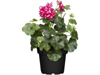 Závesná pelargónia štítovitolistá (Pelargonium) priemer kvetináča cca 12 cm