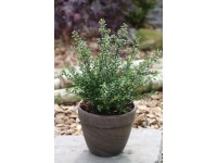 Cezmína vrúbkovaná (ilex crenata) Glory Gem