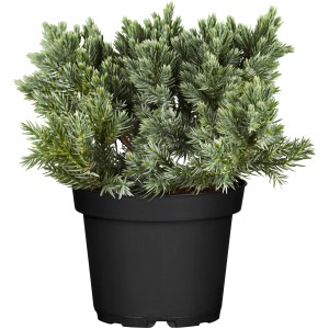 Zakrpatený borievka Blue Star v kvetináči, modrozelené ihličie, výška cca 10-20 cm.