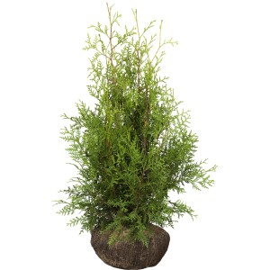 Smaragd Tuja (Thuja) v balu, výška cca 80-100 cm, ideálna ako živý plot.