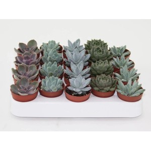 MONTANO Rôzne sukulenty rodu "Echeveria", pr. kvetináče cca 11 cm