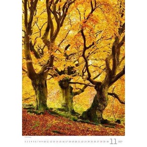 Helma 365 Nástenný mesačný kalendár 2027 Stromy 31,5 x 45 cm