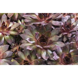 Detail: Červený OBI skalnica (Sempervivum) v kvetináči s priemerom 12 cm. Ideálne do skaliek.
