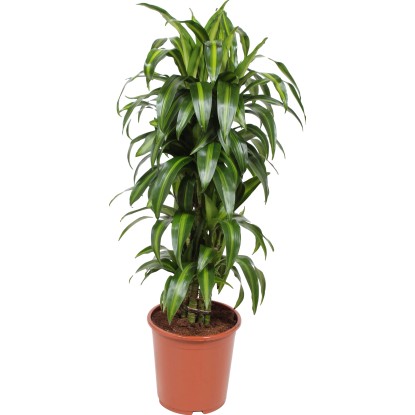 Dracéna voňavá "Hawaiian Sunshine" výška cca 100 - 130 cm priemer kvetináča 27 c