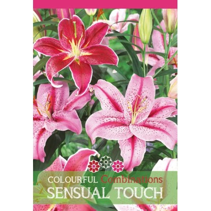 Ľalie "Sensual Touch" zmes