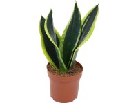 Svokrin jazyk priemer kvetináča cca 12 cm