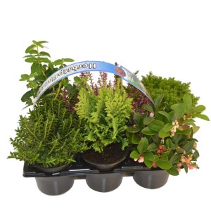 Sada 6 jesenných rastlín: vres, Gaultheria, Hebe, ihličnany v kvetináčoch s priemerom 9 cm.