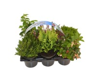 Royal Lemkes Jesenné rastliny rôzne druhy pr. cca 9 cm
