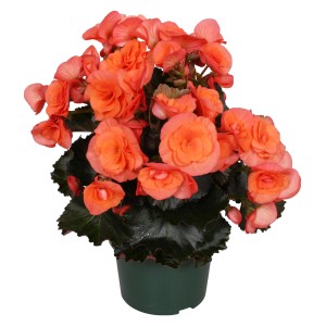 Oranžová GROW by OBI Begónia Elatior v kvetináči (cca 13 cm Ø).